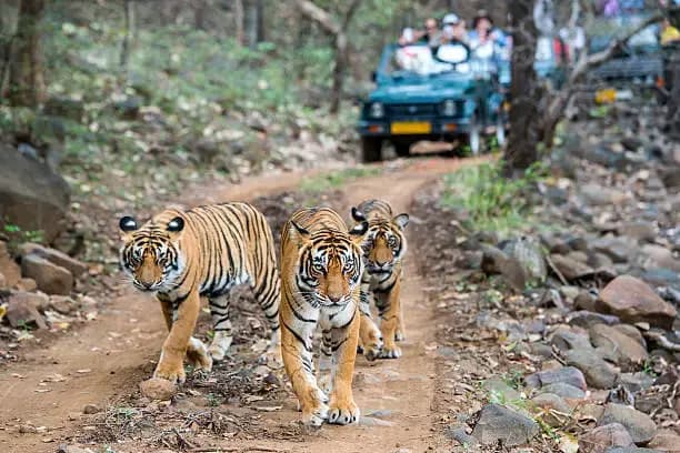 Golden Triangle + Ranthambore